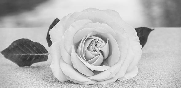 Rose by Pool