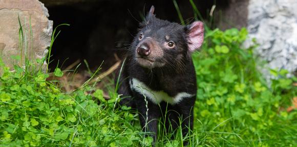 Tasmanian devil