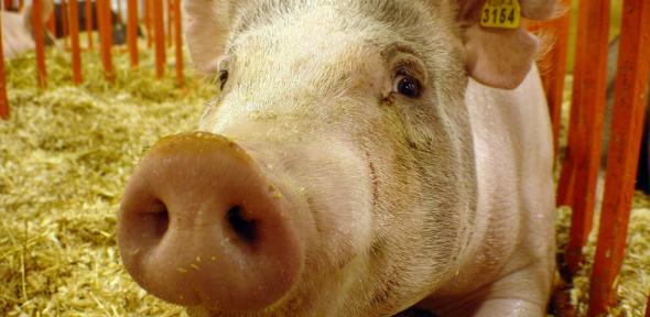 Prize Pig