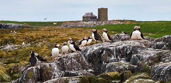 Puffins