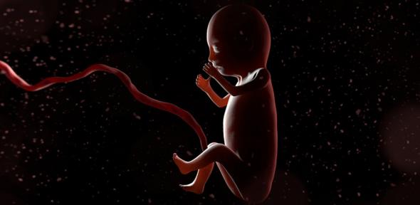 baby in the womb