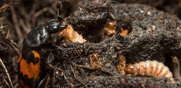 Female burying beetle with offspring.
