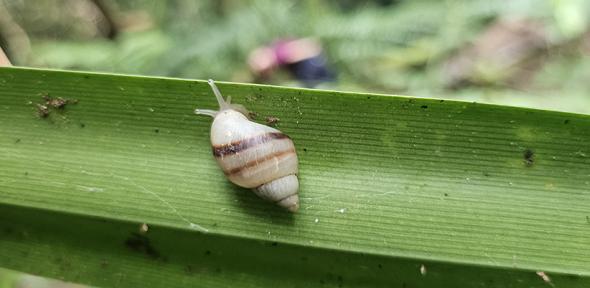 Partula tohiveana snail in the wild