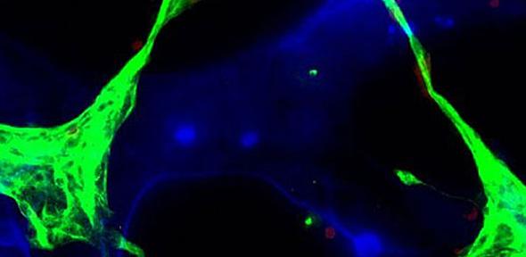 cell