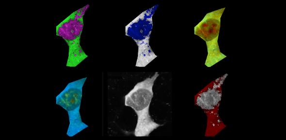 Mammalian cell stained with fluorescence polymeric thermometers and falsely-coloured based on temperature gradients.