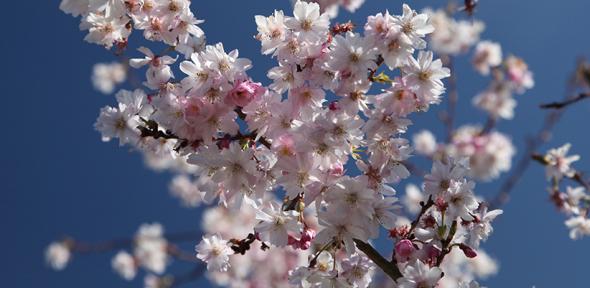 Cherry blossom