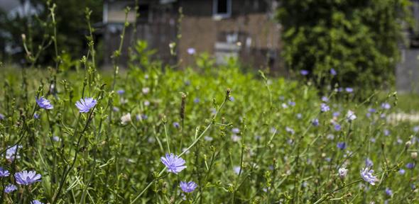 Chicory growing in a vacant lot, Credit: Sarah Scott Chicory growing in a vacant lot
