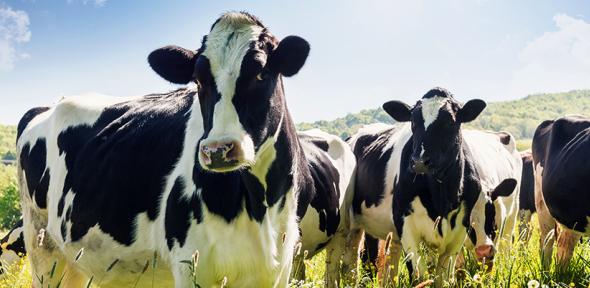 Herd of cows in a grassy field
