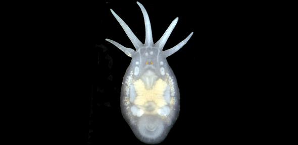 Light microscope image of the five tentacle temnocephalan Temnosewellia c.f rouxi from cultured redclaw crayfish