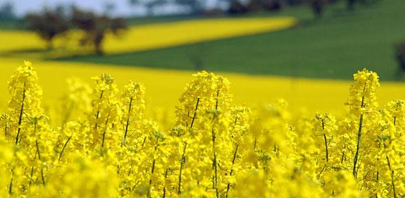 Canola crop with wheat crop in background at Wallandbeen, NSW.