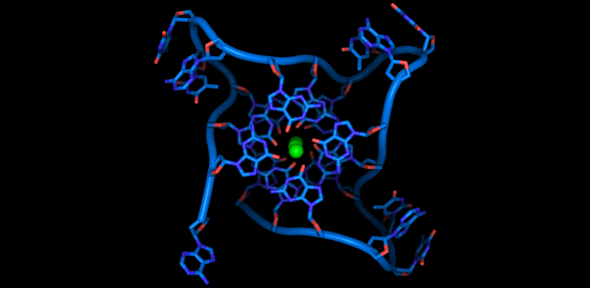 Crystal structure of parallel quadruplexes from human telomeric DNA.