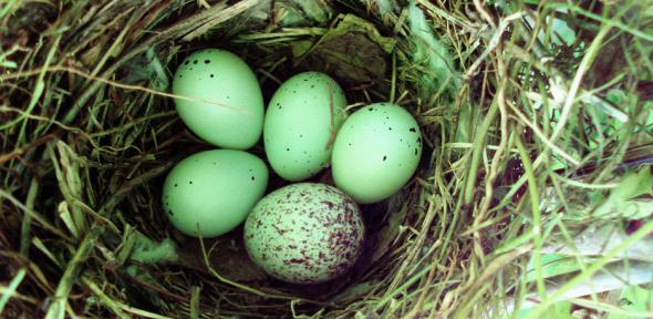 The Cowbird's Nest