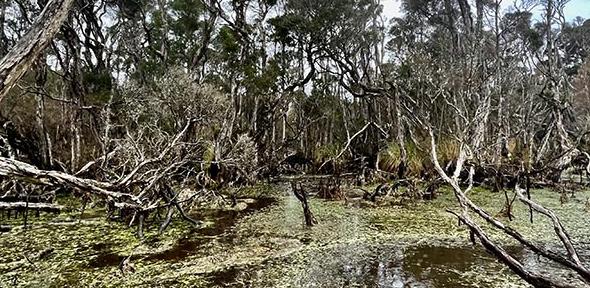 Emerald Swamp, Tasmania