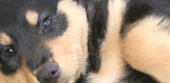 English Shepherd puppy