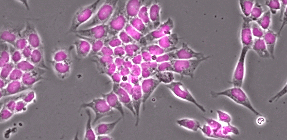 Embryonic stem cells