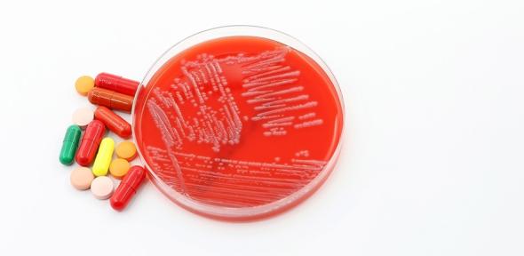A Petri dish with a culture of the Superbug Acinetobacter baumannii next to antibiotics 