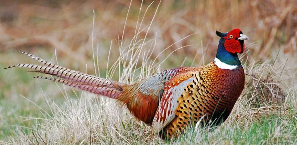 Pheasant
