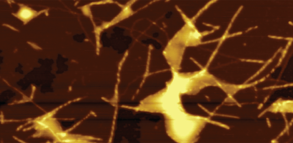 Fibrils of amyloid-beta