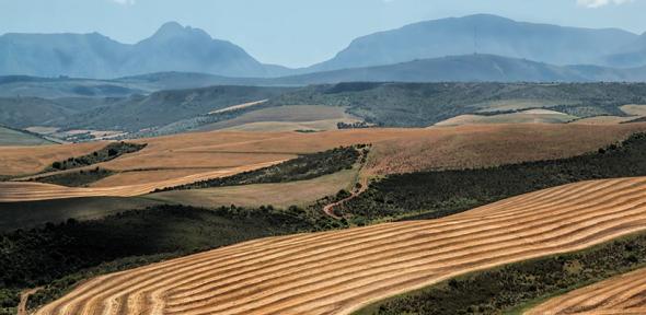 Wheat fields