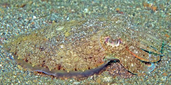 Lembeh81 5-12-11 - 43 cuttlefish 1 looking like sand
