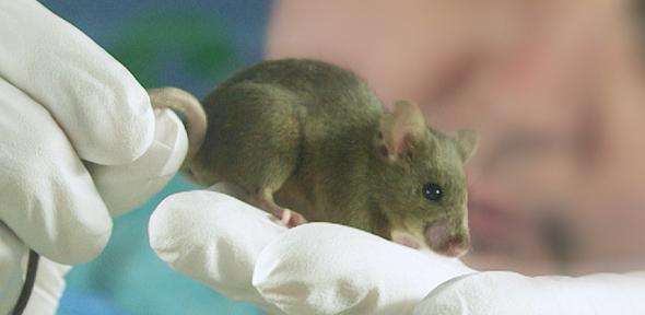 Mouse