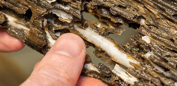 Naked Clams in wooden growth panel