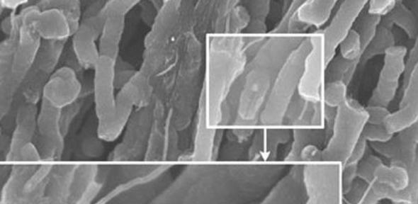 Aligned carbon nanotubes, coated with a conducting polymer