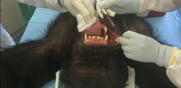 One of the captive chimpanzees in the research trial receiving the oral Ebola vaccination