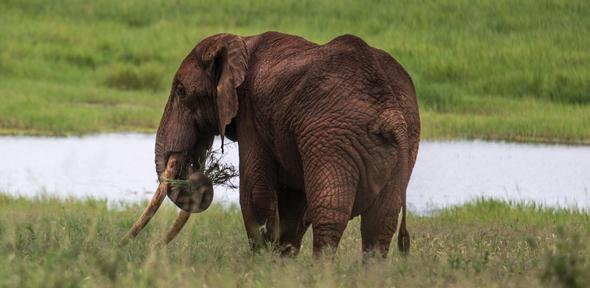 A male savannah elephant uses his trunk to eat inTarangire National Park, Tanzania.  