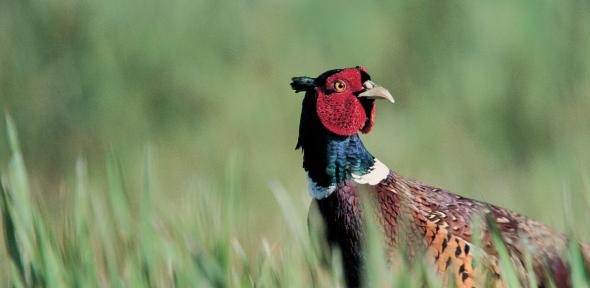 Pheasant