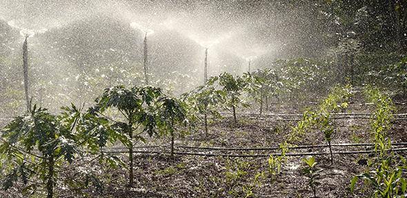 Crops being watered