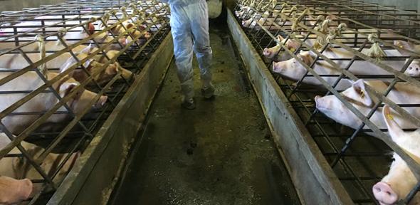 Pig farming