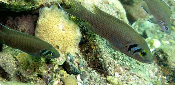 Neolamprologus pulcher (N. Pulcher) breed of cichlid fish used in the study