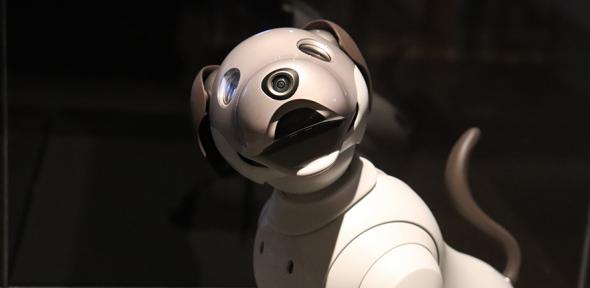 Robot dog