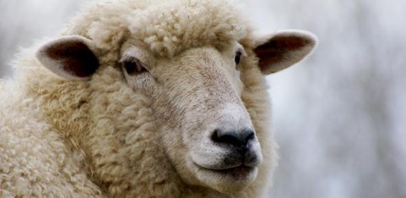 sheep