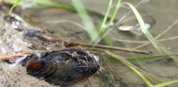 Mussel squirting a water jet