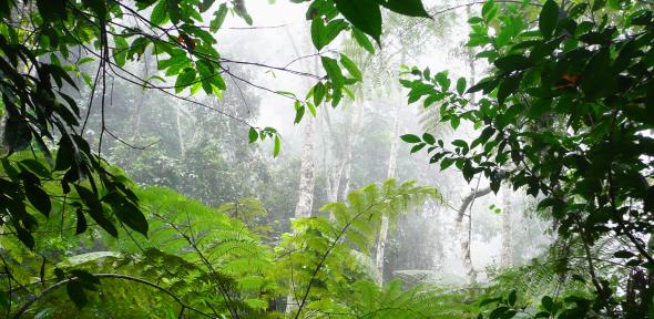 Tropical forest in Tanzania