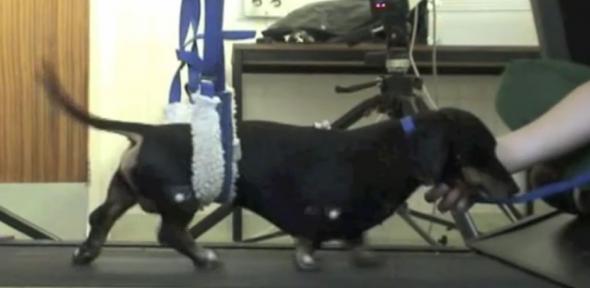 A dog called Jasper during the trial