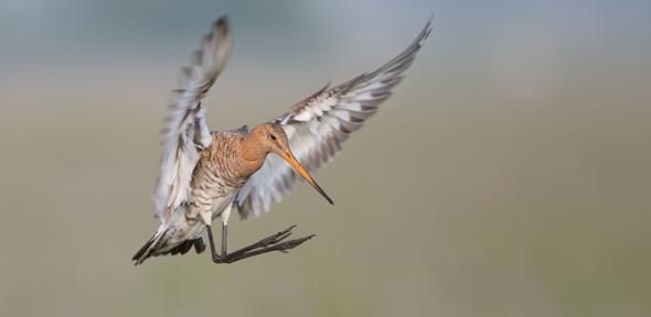 Black-tailed godwit (Limosa limosa), a waterbird with habitats ranging from the Russian far-east to Europe, Africa, and Australasia. 