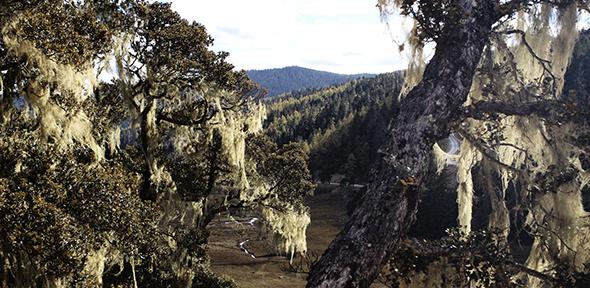 Forest landscape in Yunnan Province, People's Republic of China
