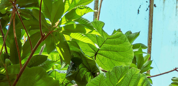 Plants in a greenhouse
