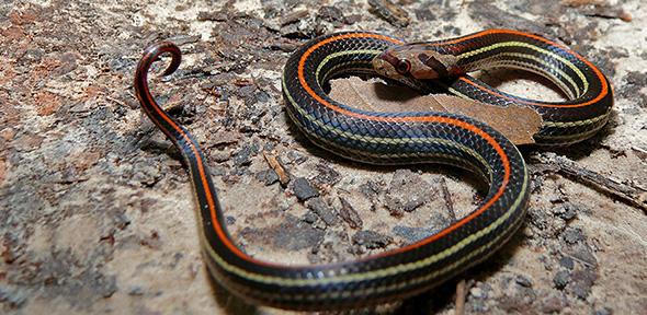 Snake.