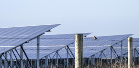 Bird on a wire on a solar farm