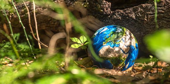 Globe in woodland