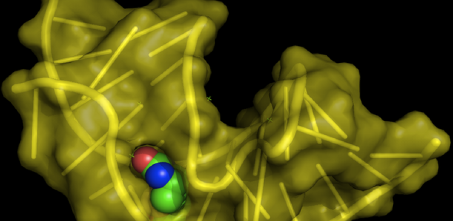 Structure of the biotin RNA aptamer (yellow) complexed with biotin - created with pymol using PBD entry 1F27