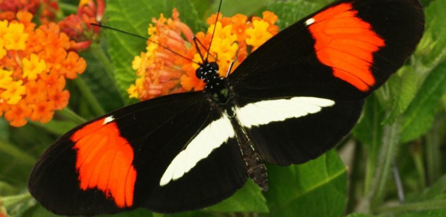 Heliconius melpomene amaryllis