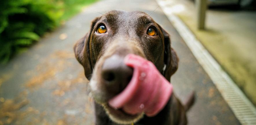 Labrador licking nose