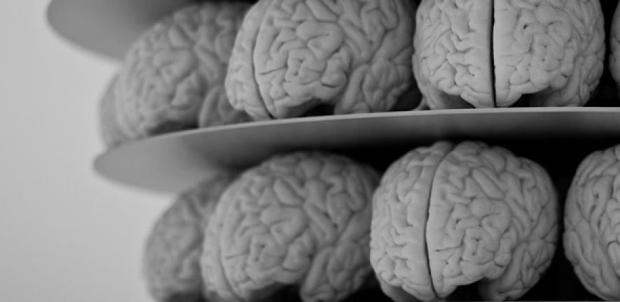 Brains