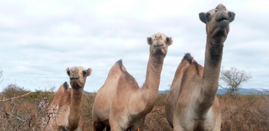 Camel farming