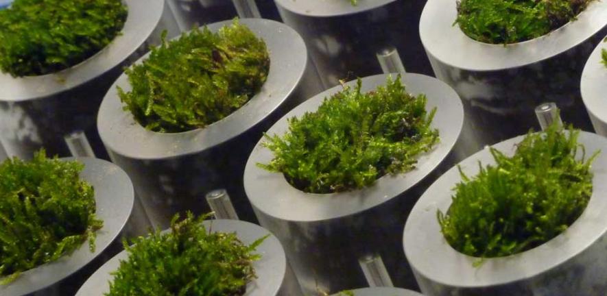Close-up of the moss pots incorporated into a novel table developed at Cambridge University. 